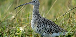 Rare curlews and martens are leaving Dartmoor