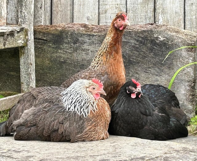 The Hen House Farm – Ethical Hen-Keeping for All 