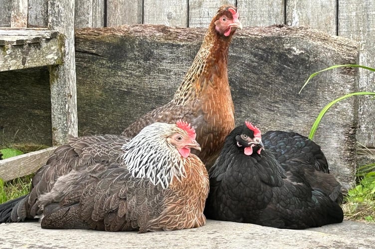 hen house 