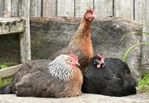 The Hen House Farm – Ethical Hen-Keeping for All
