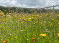 Biodiverse gardens needed for Okehampton wildlife trail
