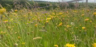 Biodiverse gardens needed for Okehampton wildlife trail