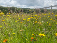 Biodiverse gardens needed for Okehampton wildlife trail