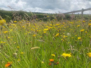 Biodiverse gardens needed for Okehampton wildlife trail