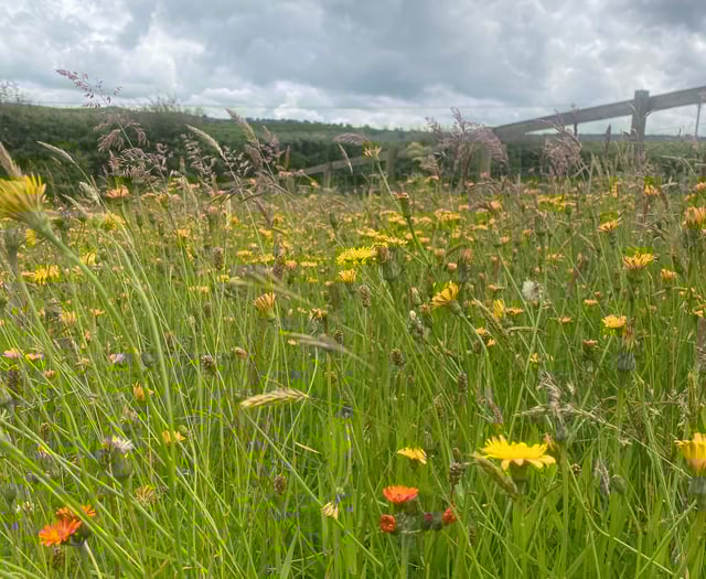 Biodiverse gardens needed for Okehampton wildlife trail