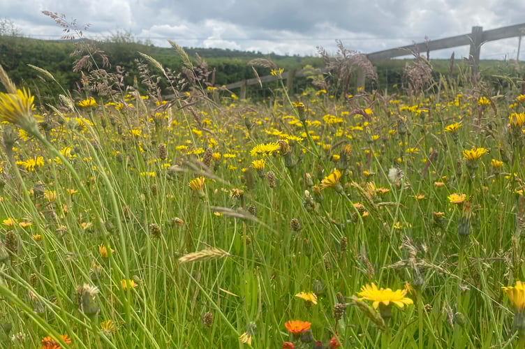 The meadow at Okehampton's community garden.