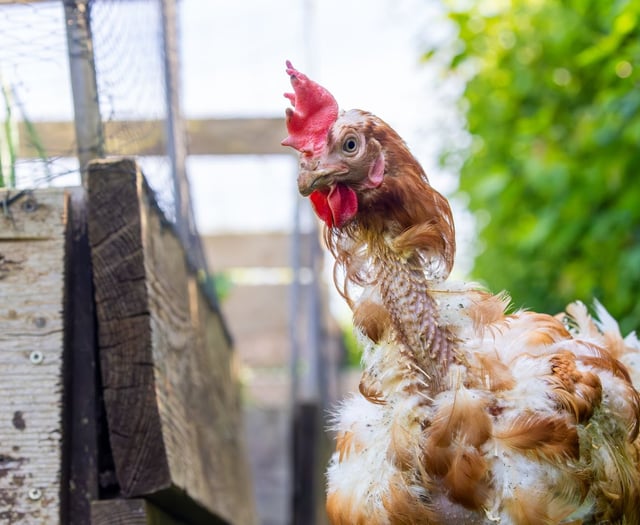 RSPCA hopes Government will crack under pressure over caged hens