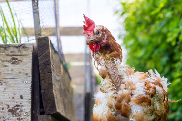 Posy, a former caged hen rescued by the British Hen Welfare Trust.