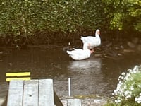 Beloved geese safe and well