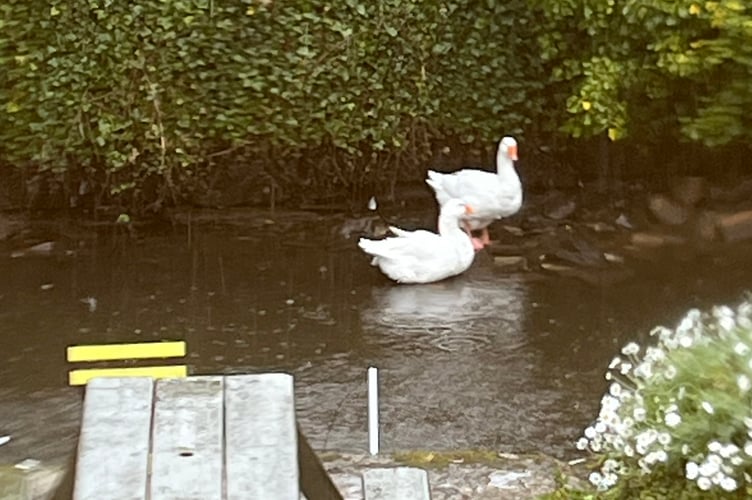The pair of beloved Tavistock geese have been spotted safe and well in The Meadows after concern for their wellbeing.