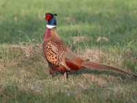 Pheasant releases linked to Lyme disease