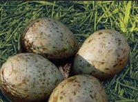 Police campaign over egg theft