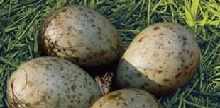 Police campaign over egg theft