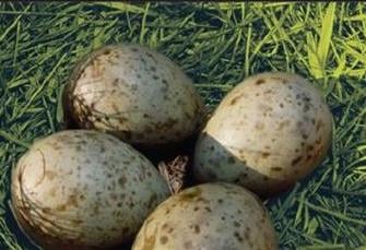 Police have issued a warning about eggs being taken from the nests of ground-nesting birds
