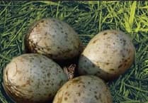 Police campaign over egg theft