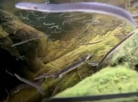 Lopwell Dam screens protect at-risk eels