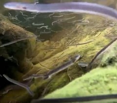 Lopwell Dam screens protect at risk eels