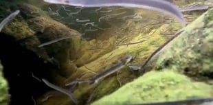 Lopwell Dam screens protect at-risk eels