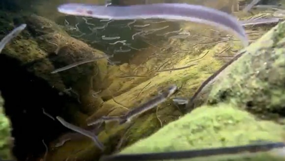 South West Water has installed special screens at Lopwell Dam, near Yelverton, to protect the endangered European eel.