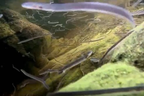 South West Water has installed special screens at Lopwell Dam, near Yelverton, to protect the endangered European eel.