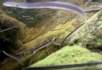 Lopwell Dam screens protect at-risk eels