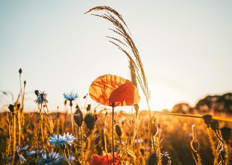 Tours of Tavistock Cemetery's war graves are offered over the coming week,. Picture: Stijn Dijkstra/Pexels