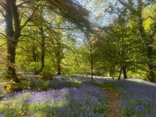 Burrator House bluebell walk