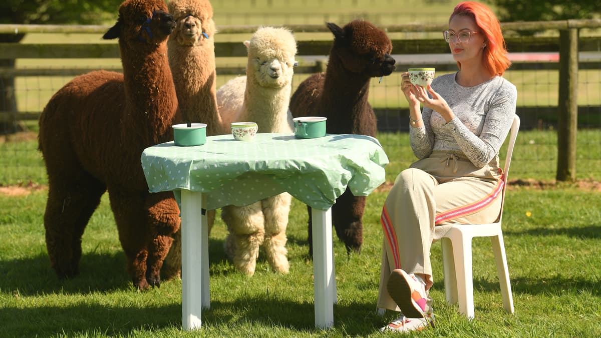 Devon County Show launches Alpaca Café for 2025 | tavistock-today.co.uk