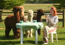 Devon County Show launches Alpaca Café for 2025