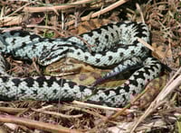 Warning for dog walkers as adder mating season arrives