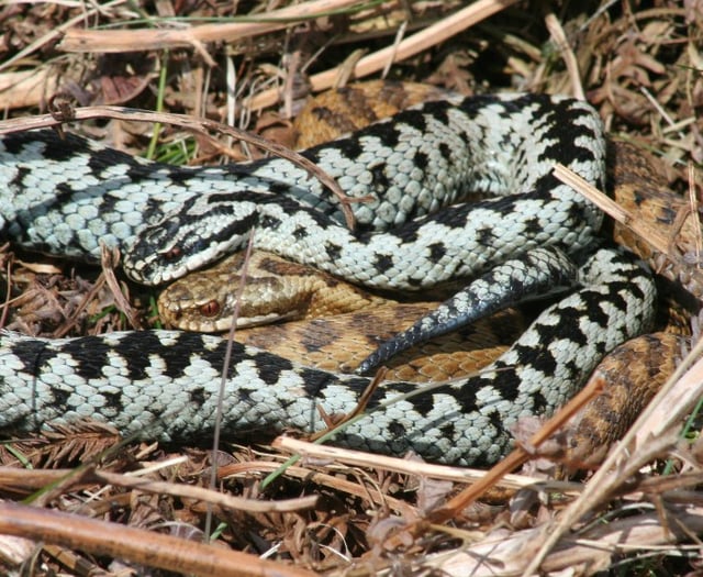 Warning for dog walkers as adder mating season arrives
