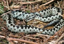 Warning for dog walkers as adder mating season arrives