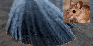 Dartmoor fire will be devastating for wildlife