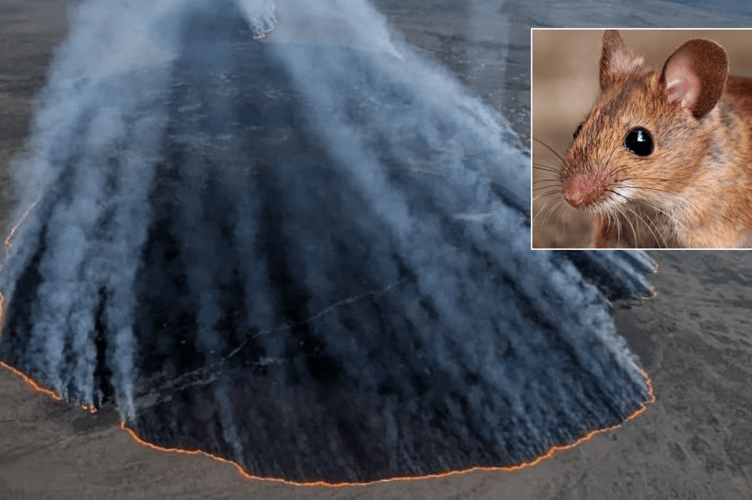 The large fire comes at the worst time for wildlife.