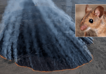 Dartmoor fire threatens local wildlife