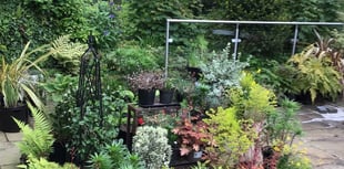 Small garden opens to public