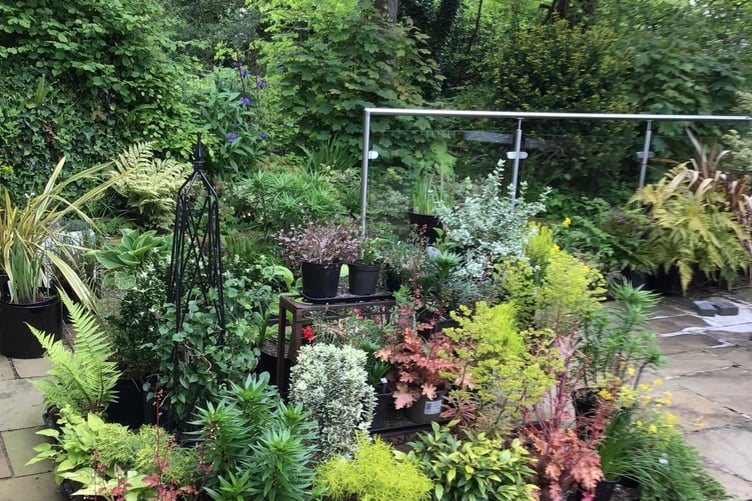 Visitors are invited to a small, but lovingly created garden in Whitchurch as part of the National Garden Scheme in Whitchurch.