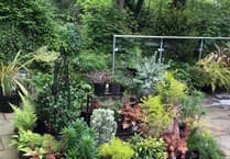 Whitchurch small garden opens to public