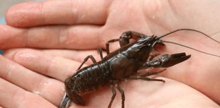 Crackdown on American signal crayfish lurking in local reservoirs