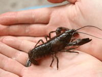 Crackdown on American signal crayfish lurking in local reservoirs