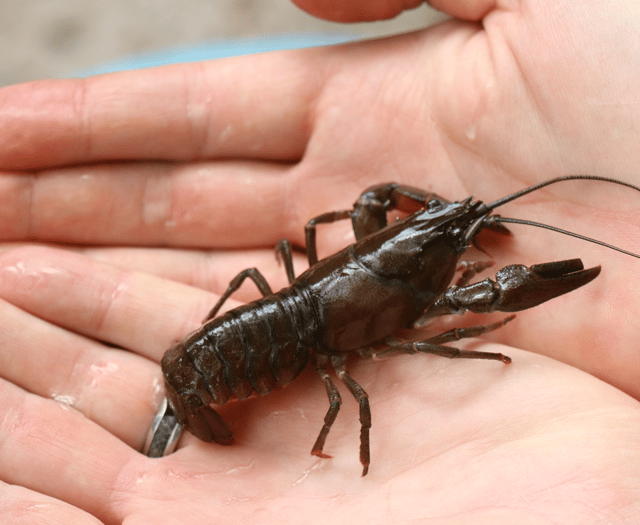 Crackdown on American signal crayfish lurking in local reservoirs