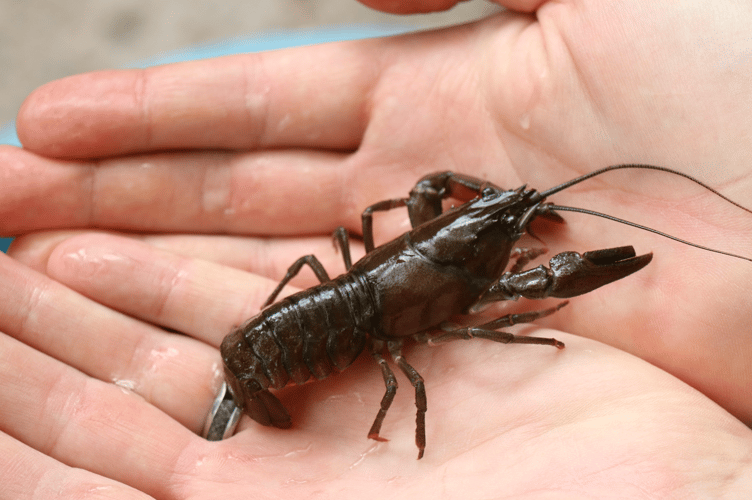 An american Signal Crayfish caught at Burrator