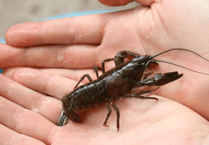 Crackdown on American signal crayfish lurking in local reservoirs