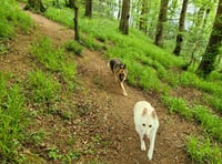 Local German Shepherd charity recognised with £1,000 funding award