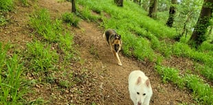 Local German Shepherd charity recognised with £1,000 funding award