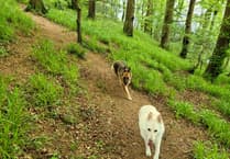 Local German Shepherd charity recognised with £1,000 funding award