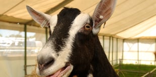 It's nearly showtime for Devon County Show