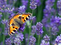 Join the big butterfly count