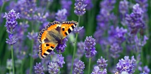 Join the big butterfly count
