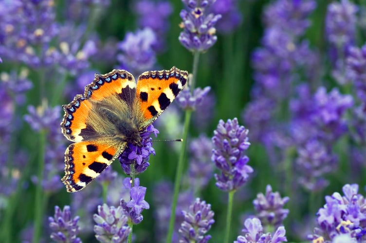 Small Tortoiseshell on Lavender, Credit: Matt Berry.